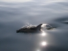 Delfin